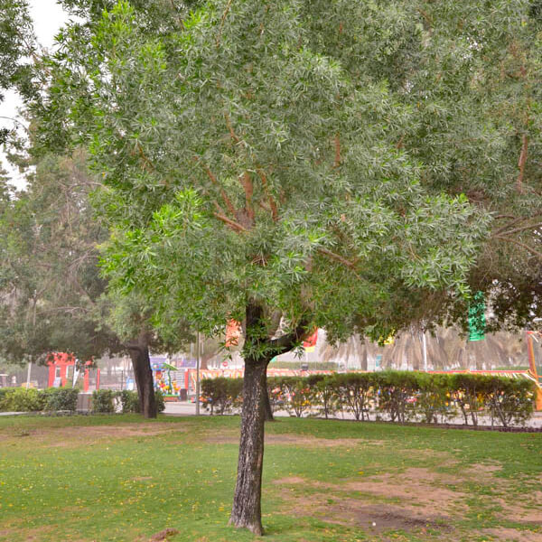 Damas tree